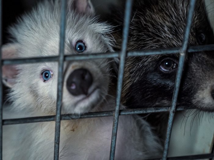Europäische Bürgerinitiative „Fur Free Europe“ reicht 1.502.319 Unterschriften bei Europäischen Kommission ein Europäische Bürgerinitiative „Fur Free Europe“ reicht 1.502.319 Unterschriften bei Europäischen Kommission ein