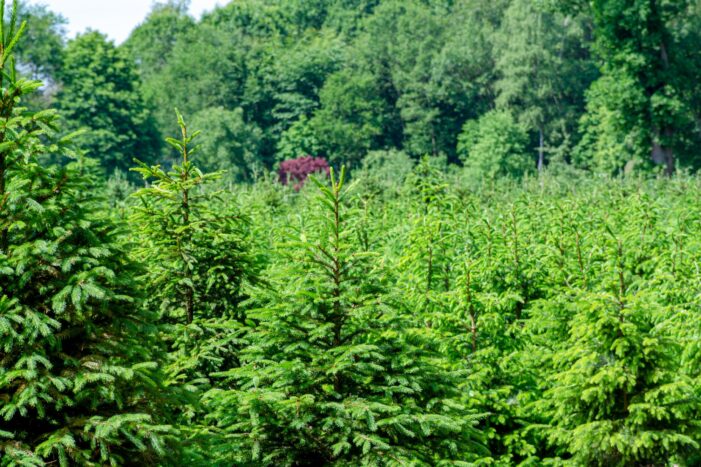 Weihnachtsbaum-Preise 2024 – Deutliche Anstiege für echte und künstliche Bäume