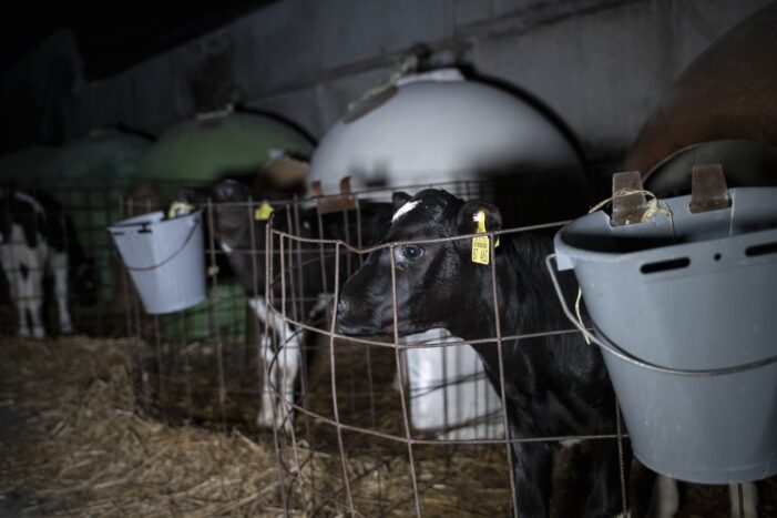 ANINOVA deckt auf: Video über das grausame System der Milchindustrie erreicht über 1 Mio Menschen a. Instagram