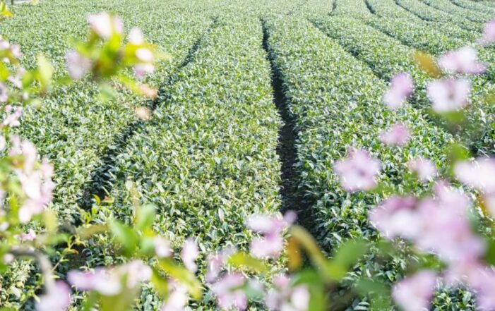 Guizhous Tee steigert seinen „Grünanteil“ und damit den wirtschaftlichen Mehrwert