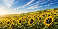 Summer Breeze: Intelligente Lüfterlösungen von Telemeter Electronic, wenn Hitze zur Belastungsprobe für die Elektronik wird Summer Breeze: Intelligente Lüfterlösungen von Telemeter Electronic, wenn Hitze zur Belastungsprobe für die Elektronik wird